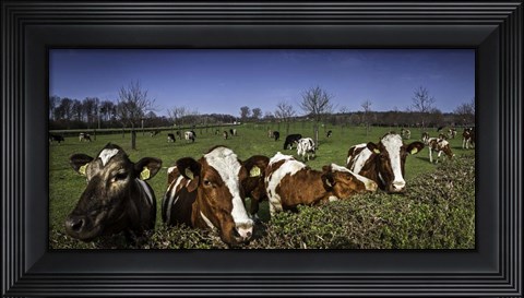 Framed Cows Print