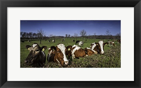 Framed Cows Print