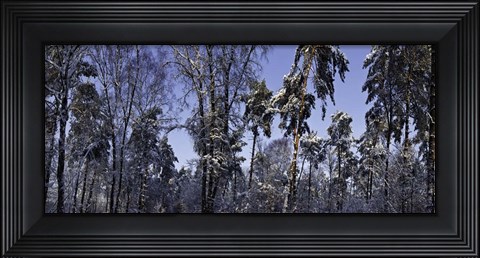 Framed Snow Trees Print
