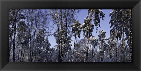 Framed Snow Trees Print