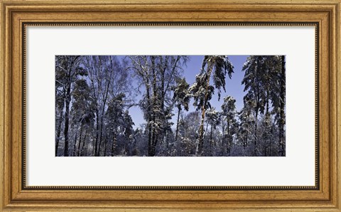 Framed Snow Trees Print