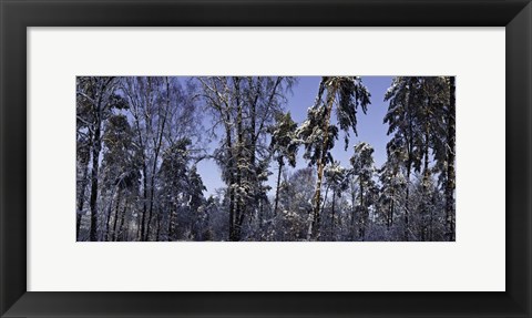 Framed Snow Trees Print