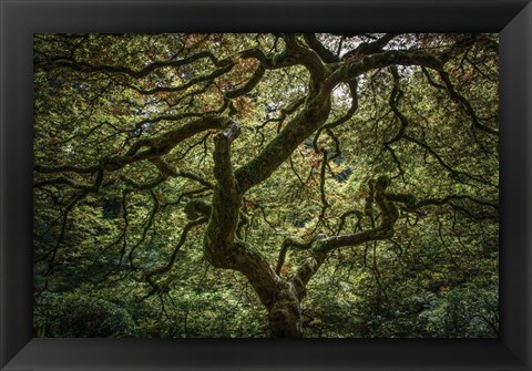 Framed Maple Tree Print