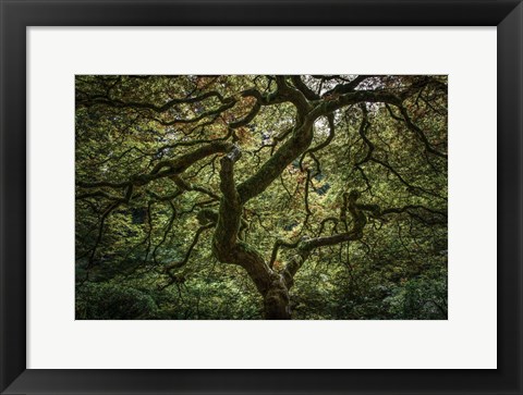 Framed Maple Tree Print