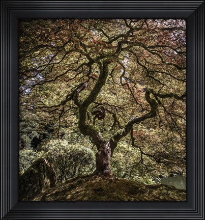 Framed Maple Tree 2 Print