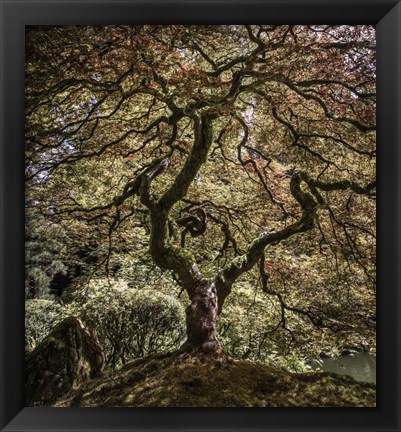 Framed Maple Tree 2 Print