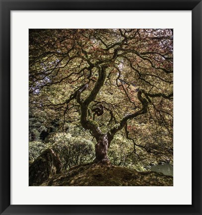 Framed Maple Tree 2 Print
