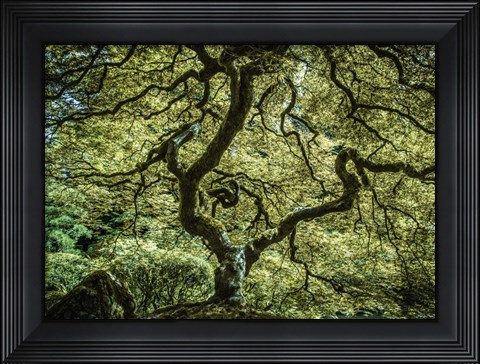 Framed Maple Tree 3 Print