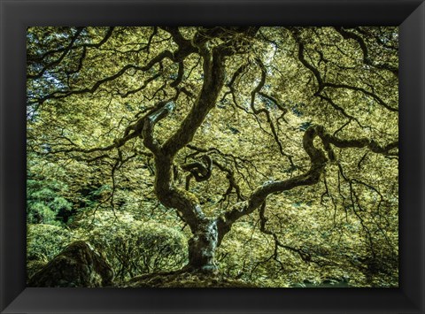 Framed Maple Tree 3 Print
