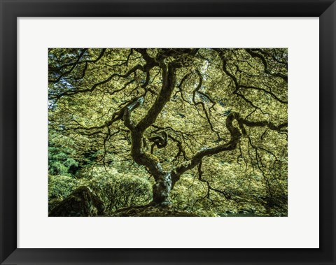 Framed Maple Tree 3 Print