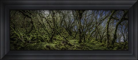 Framed Mossy Forest Panorama Print