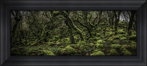 Framed Mossy Forest Panorama 2 Print