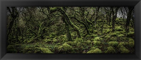 Framed Mossy Forest Panorama 2 Print