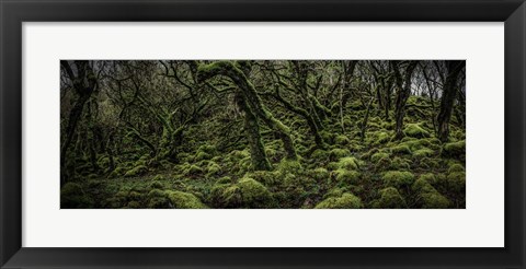 Framed Mossy Forest Panorama 2 Print