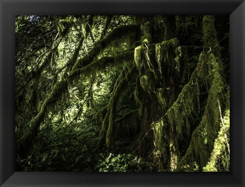 Framed Mossy Tempered Forest Print