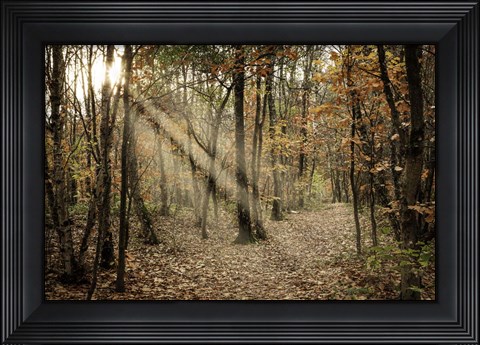 Framed Autumn Sun 2 Print