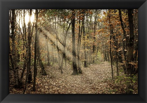 Framed Autumn Sun 2 Print