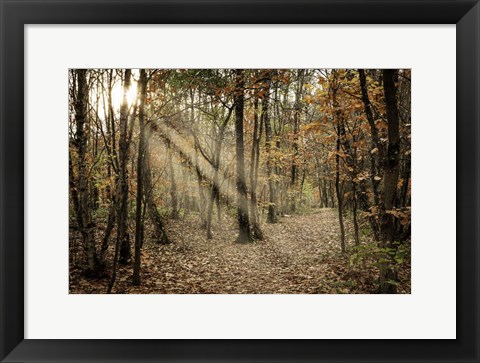 Framed Autumn Sun 2 Print