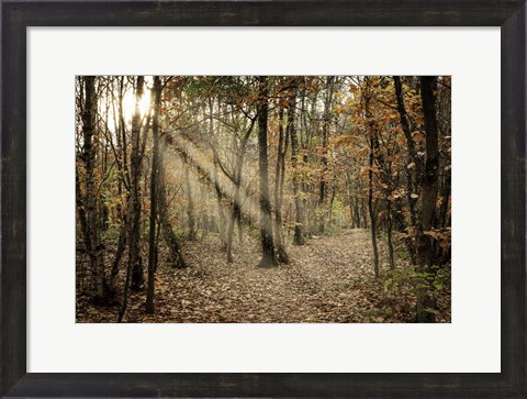 Framed Autumn Sun 2 Print