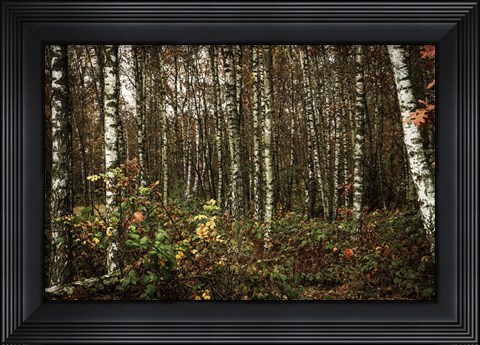 Framed Autumn Sun 3 Print
