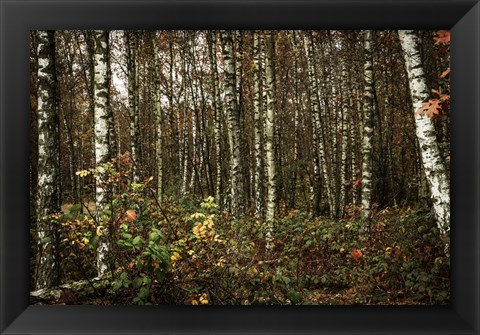 Framed Autumn Sun 3 Print
