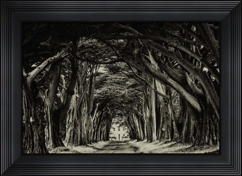 Framed Cypress Trees Sepia Print