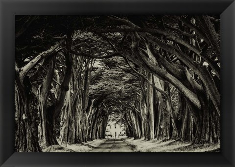 Framed Cypress Trees Sepia Print