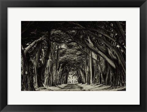 Framed Cypress Trees Sepia Print