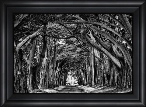Framed Cypress Trees Black &amp; White Print