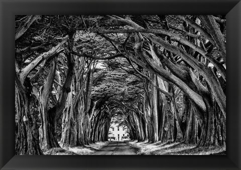 Framed Cypress Trees Black &amp; White Print