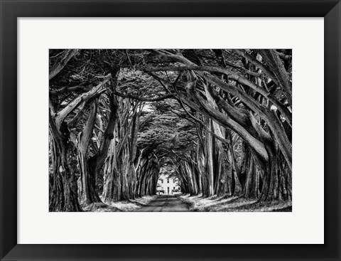Framed Cypress Trees Black &amp; White Print