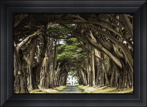 Framed Cypress Trees Print
