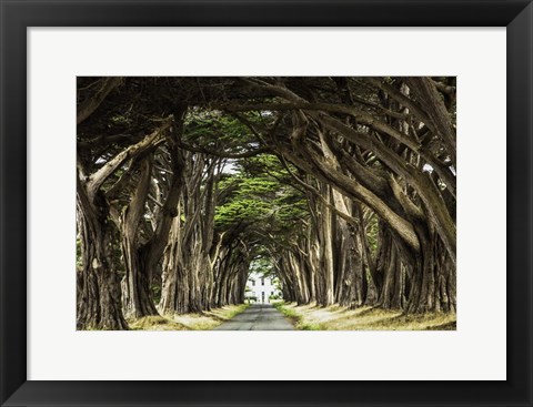 Framed Cypress Trees Print