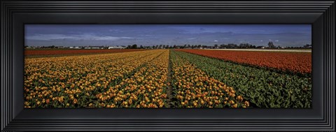 Framed Tulip Field Print
