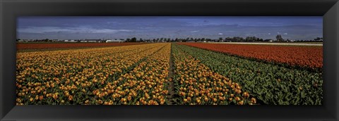 Framed Tulip Field Print