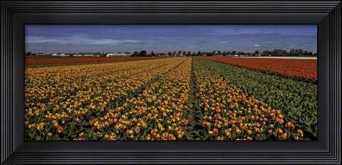 Framed Tulip Field Crop Print