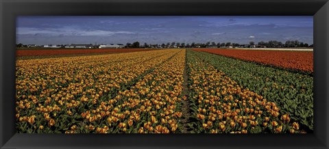 Framed Tulip Field Crop Print