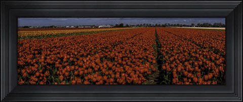 Framed Tulip Field 2 Crop Print