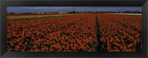 Framed Tulip Field 2 Crop Print