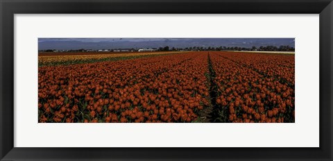 Framed Tulip Field 2 Crop Print