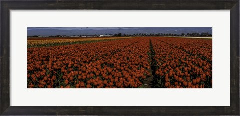 Framed Tulip Field 2 Crop Print