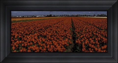 Framed Tulip Field 2 Crop 2 Print