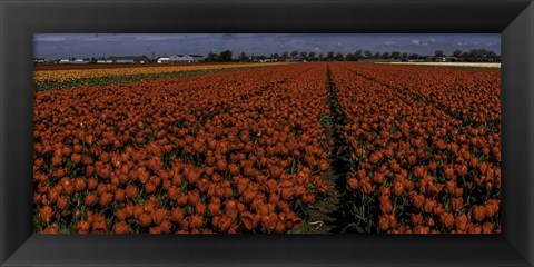 Framed Tulip Field 2 Crop 2 Print