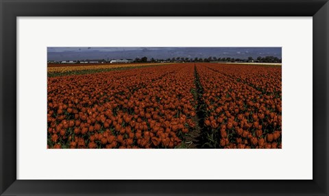 Framed Tulip Field 2 Crop 2 Print