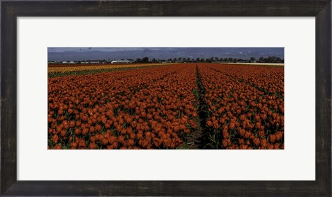 Framed Tulip Field 2 Crop 2 Print