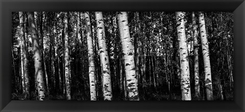 Framed Birch Trees Black &amp; White Print