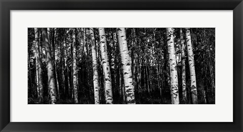 Framed Birch Trees Black &amp; White Print