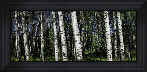 Framed Birch Trees Print