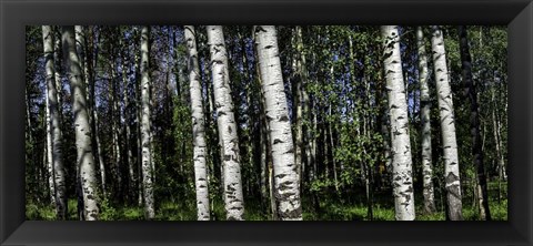 Framed Birch Trees Print