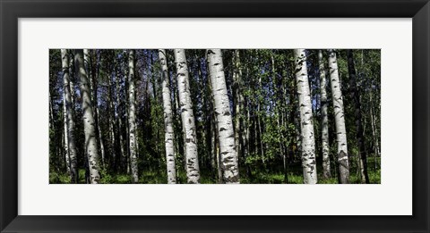 Framed Birch Trees Print